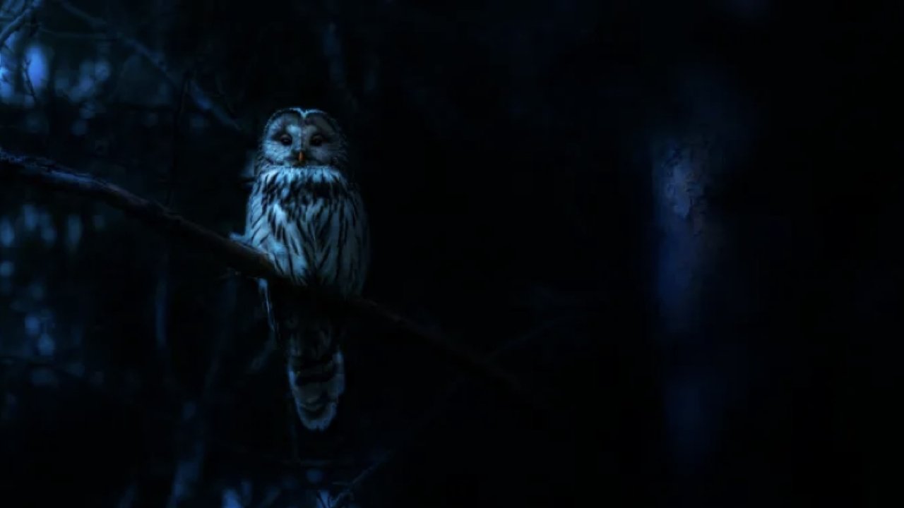 Poster della serie Nightmares of Nature