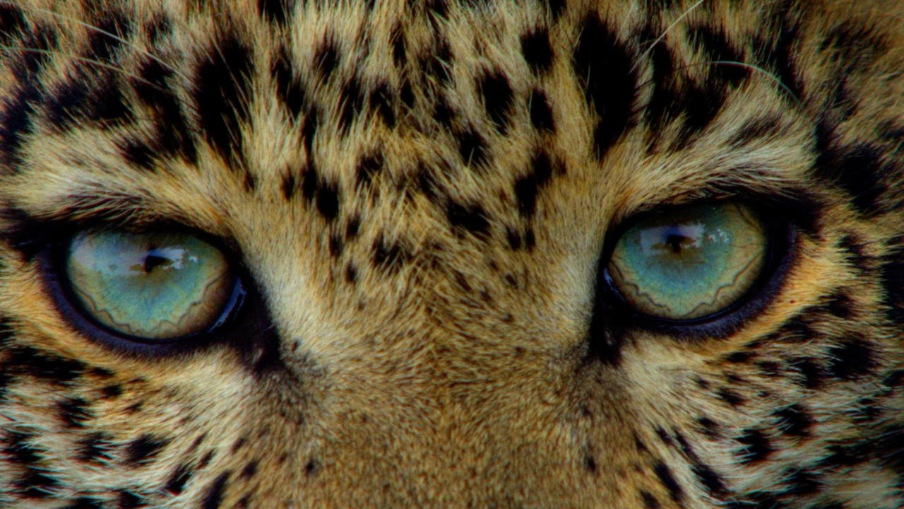 Poster della serie Big Cat Diary