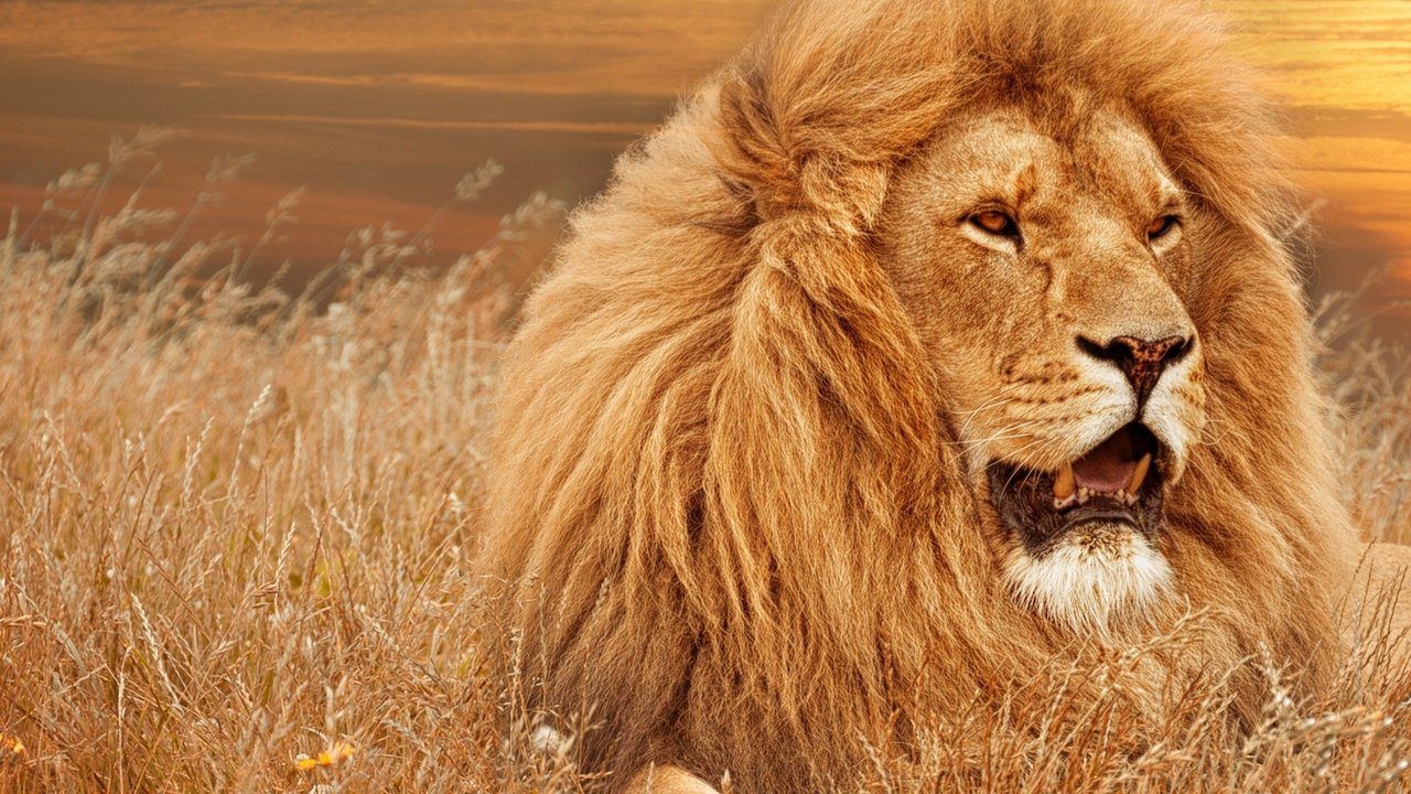 Poster della serie Timbavati: An Epic Cat Story