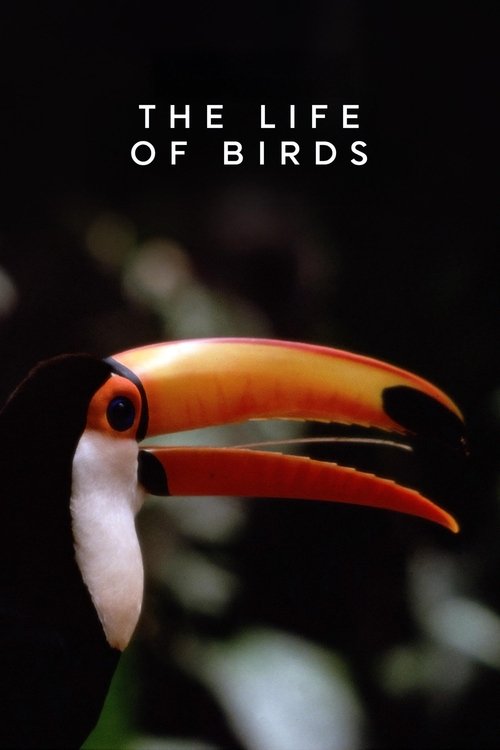 Poster della serie The Life of Birds