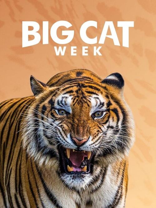 Poster della serie Big Cat Diary
