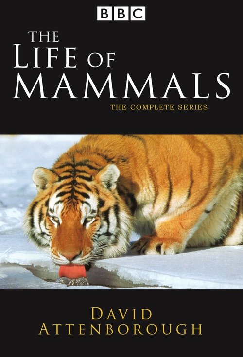 Poster della serie The Life of Mammals