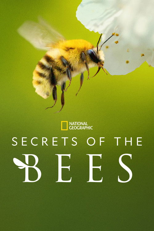 Poster della serie Secrets of the Bees